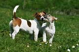 JACK RUSSEL 078